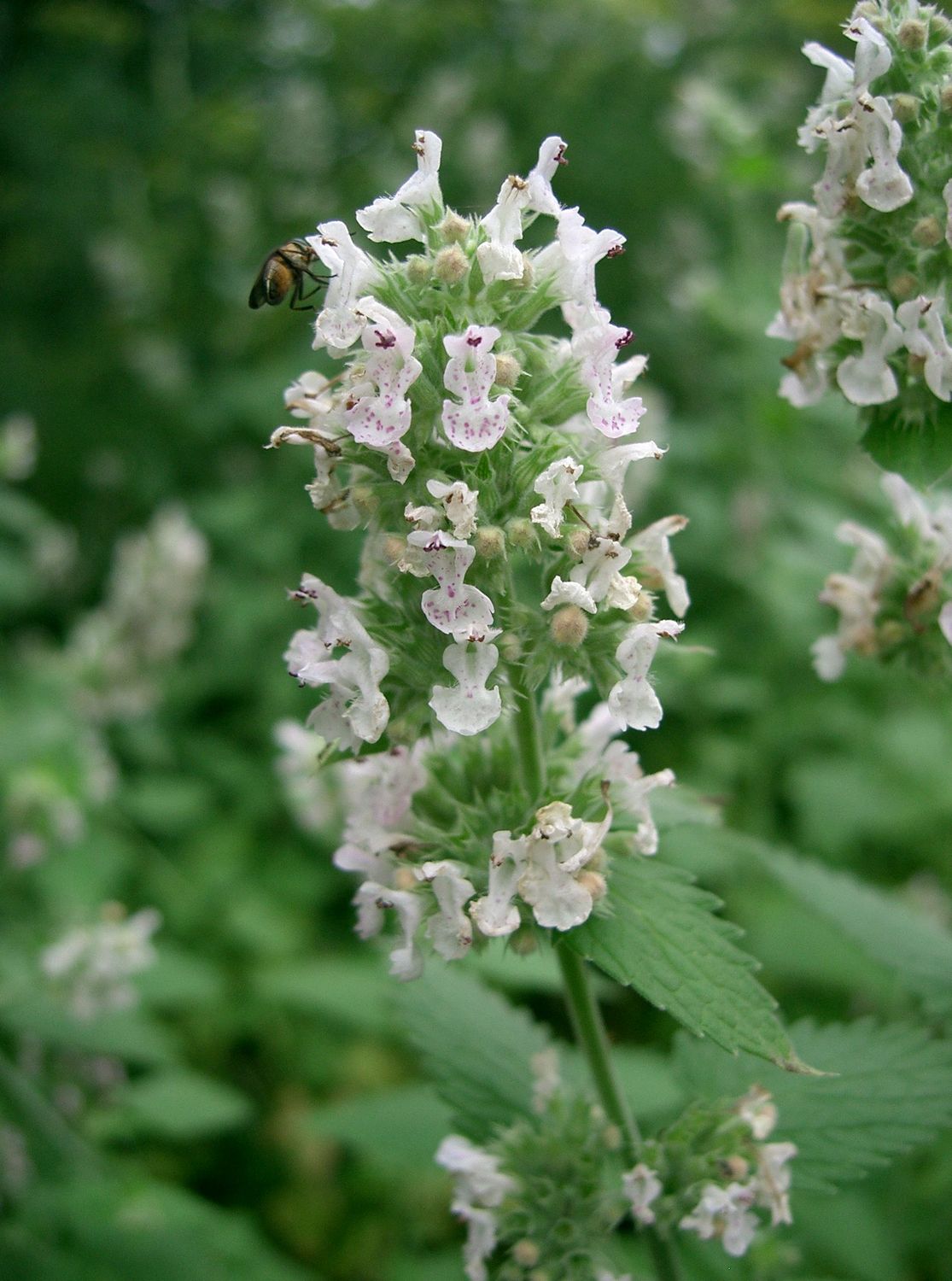 300 Seeds Nepeta cataria + CATMINT, CATNIP, CATSWORT