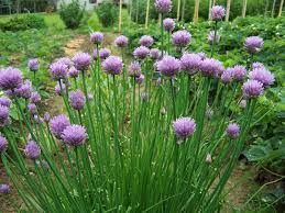 100 SEEDS Allium schoenoprasum CHIVES, WILD CHIVES
