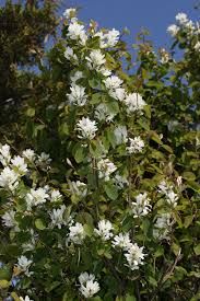 25 Seeds SASKATOON BERRY, (Amelanchier alnifolia)