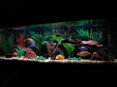 Complete Running Aquariums