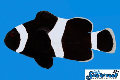 Black &quot;Darwin&quot; Clownfish
