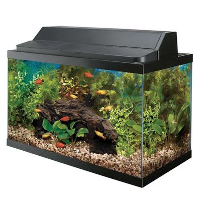 10 Gallon Aquarium Kit