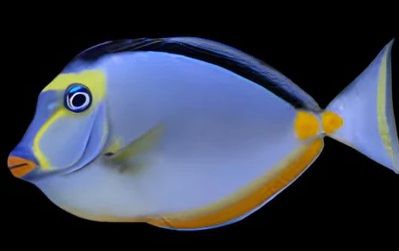 Tangs