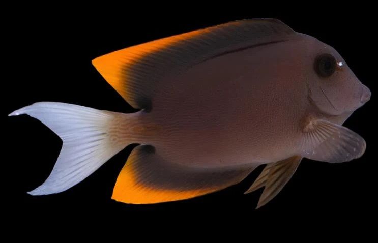 Flame Fin Tang