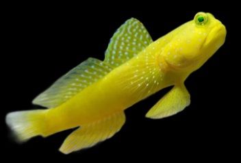 Yellow Watchman Goby