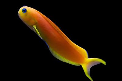 Gold Midas Blenny