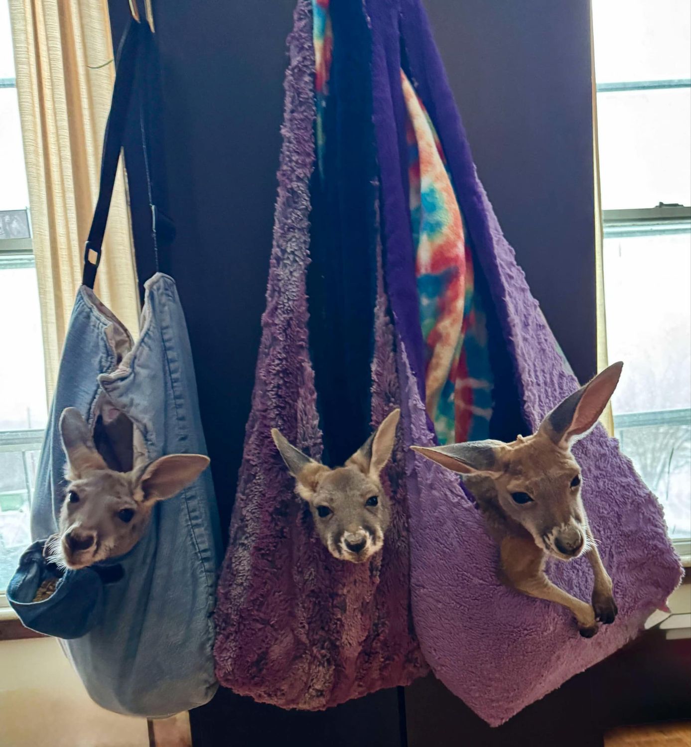 Kangaroo Meet &amp; Great 12:25am March 29th