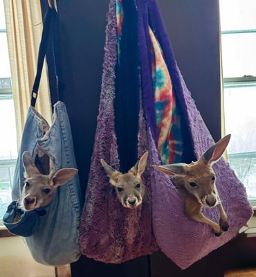 Kangaroo Meet &amp; Great 12:25am March 29th