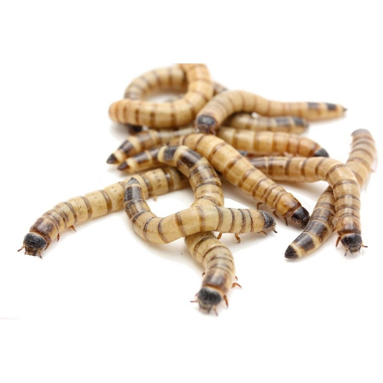 Superworms Bulk