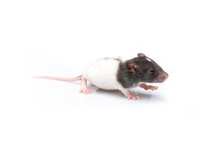 Live Rat Weaned