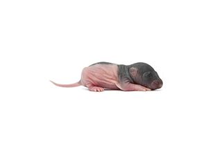 Live Rat Fuzzy