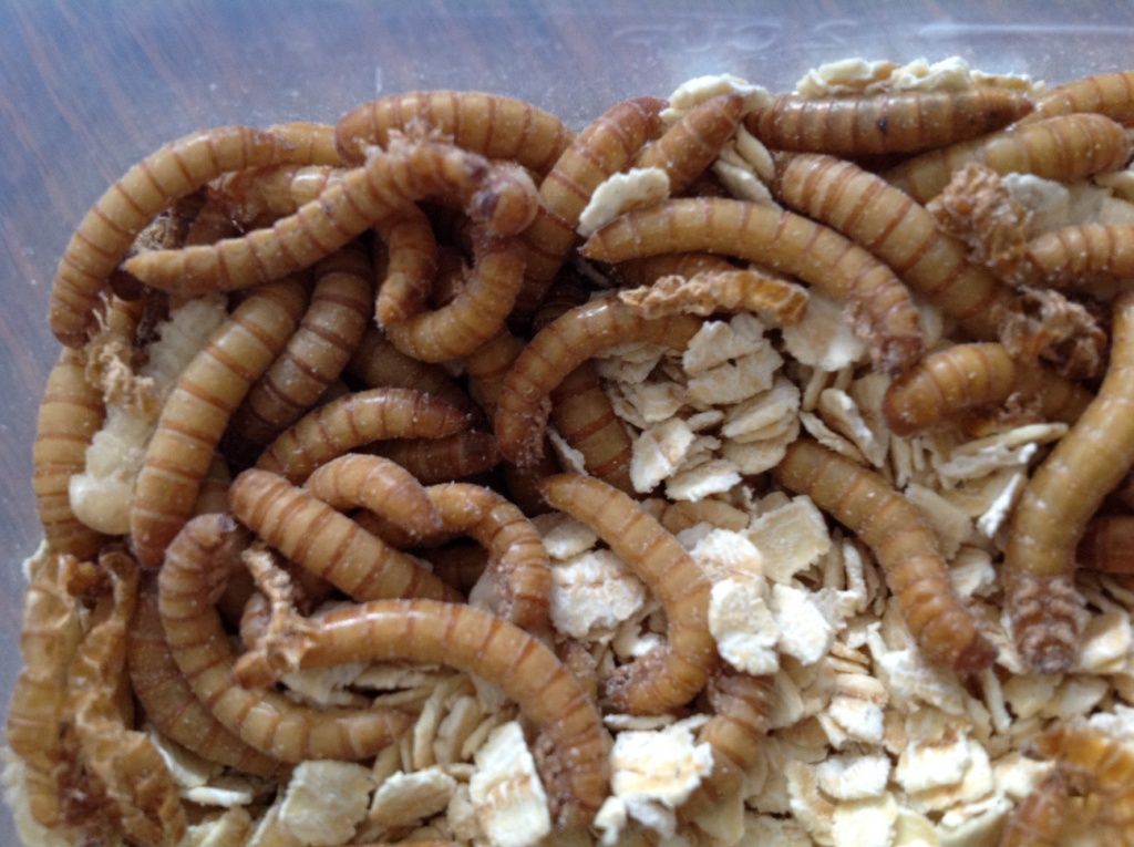 Superworms 50 Count