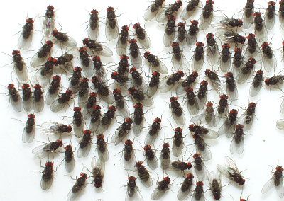 Flys