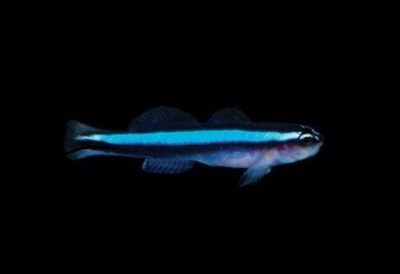 Neon Blue Goby