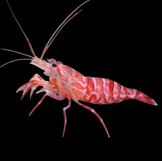 Kuekenthals Cleaner shrimp (Aiptasia Eater)