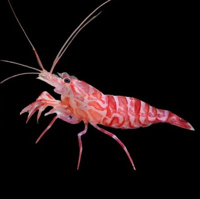 Kuekenthals Cleaner shrimp (Aiptasia Eater)