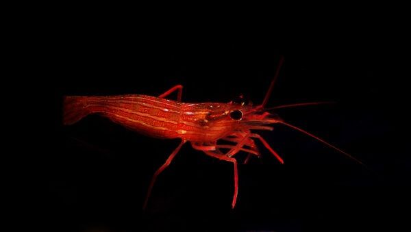 Peppermint Shrimp (Aiptasia Eater)