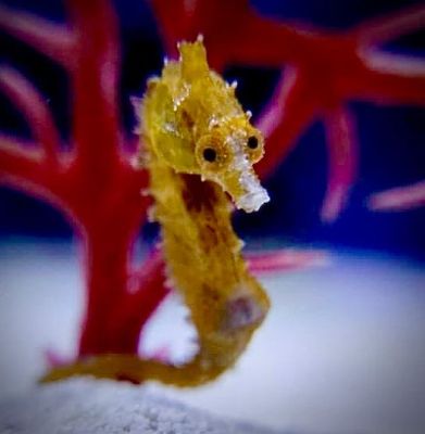 Complete Running Seahorse Setup