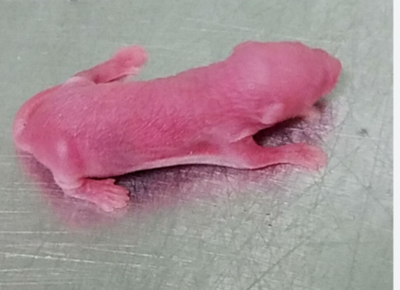 Frozen Rat Pinky 5 Pack