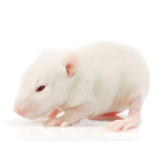 Frozen Rat Pup 5 Pack