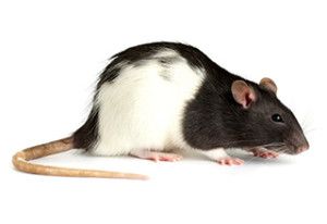 Frozen Rat Small 5 Pack