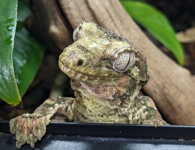 Reptiles/Amphibians