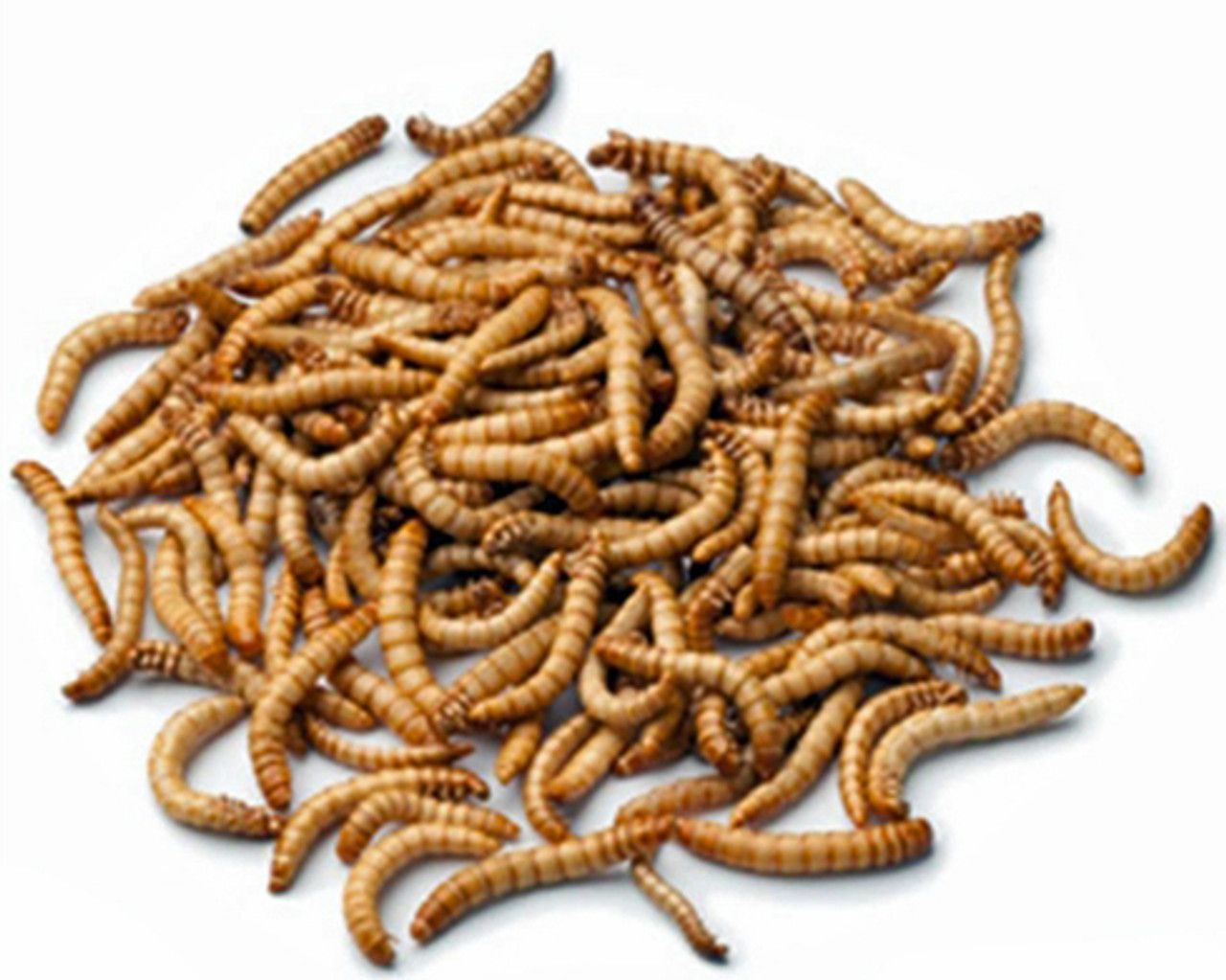 Giant Mealworms 35 Count