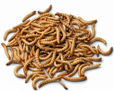 Giant Mealworms 35 Count