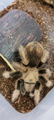Insects/Arachnids