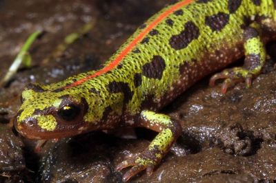 Newts