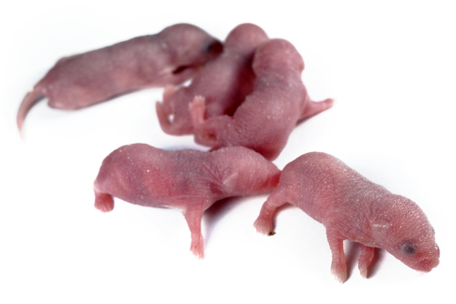 Frozen Pinky Mice 5 pack