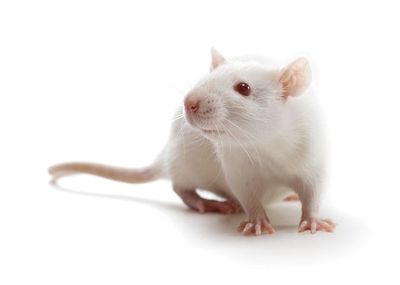 Frozen Fuzzy Mice 5 pack
