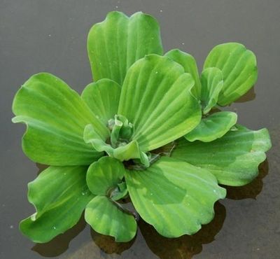 Water Lettuce