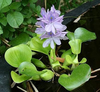 Water Hyacinth