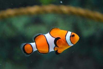 Fish Supplies
