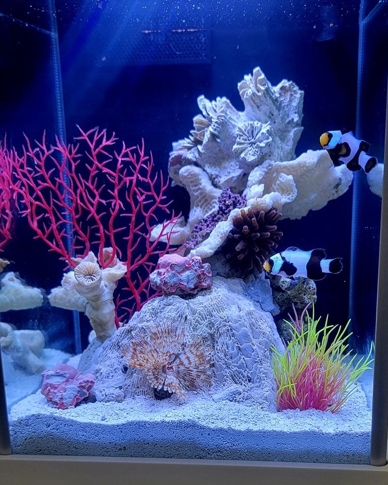 2.6-Gallon Luxury Desktop Reef Aquarium