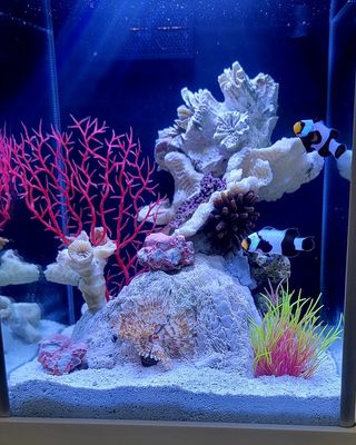 2.6-Gallon Luxury Desktop Reef Aquarium
