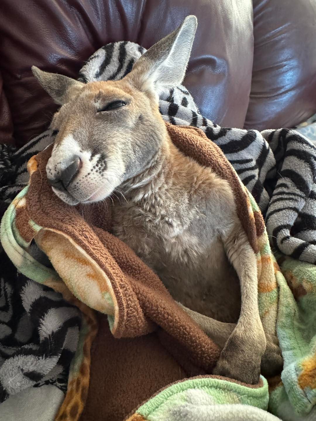 Kangaroo Meet &amp; Great 12:40pm