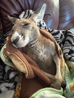 Kangaroo Meet &amp; Great 12:00pm