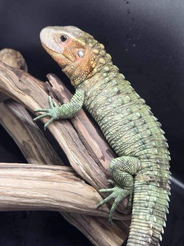 Well Established Caiman Lizard (Juvenile)
