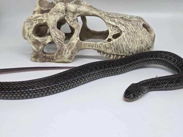 Lake Chapala Garter Snake (Male/Female)