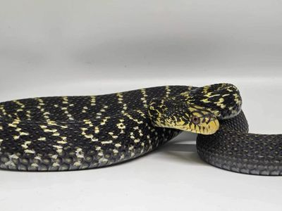 King Rat Snake