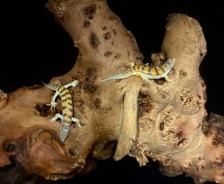 Sandfish Skinks Males/Females