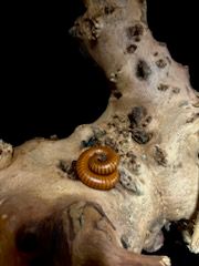 Thailand Orange Millipede