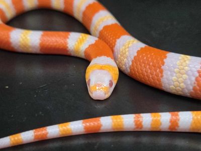 Honduran Albino Milk Snake