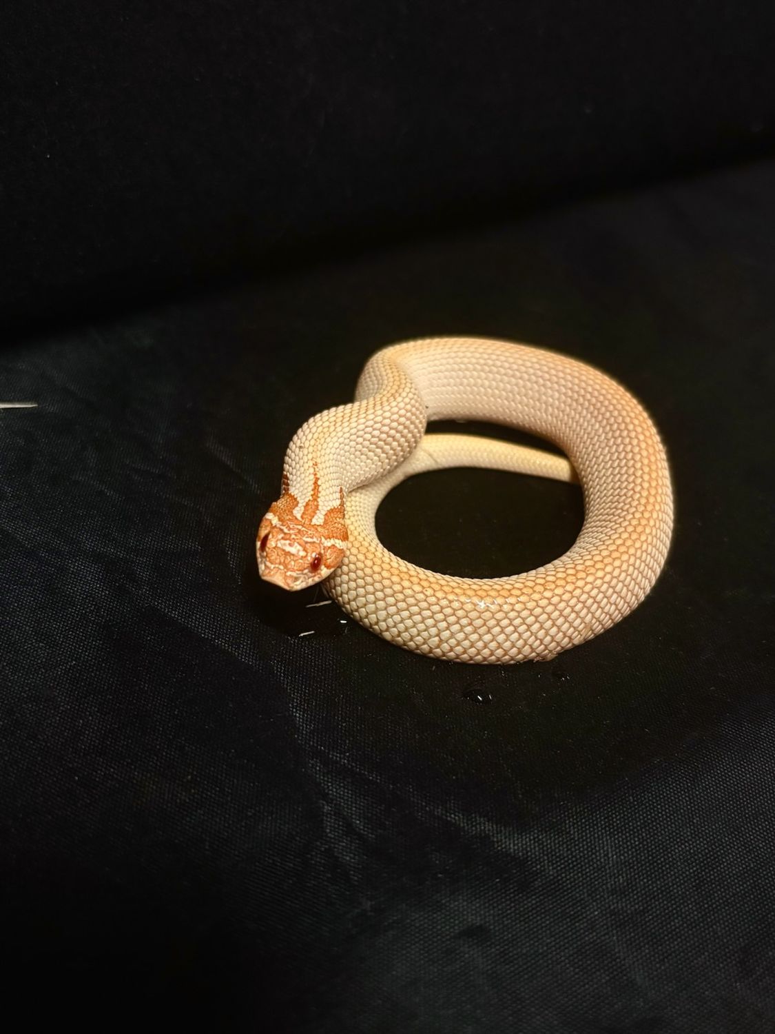 Albino Super Conda Het Snow Baby