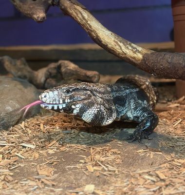 Argentine Black and White Tegu