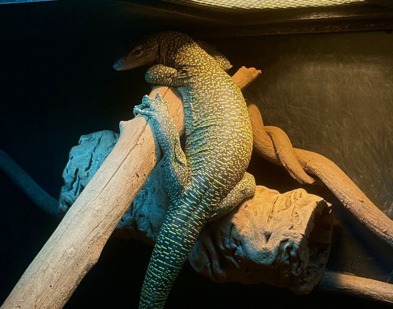 Mangrove Monitor