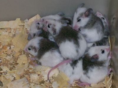 African Soft Fur Rats
