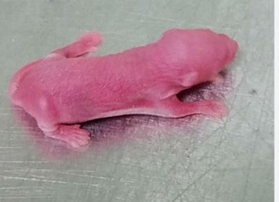 Live Pinkey African Soft Fur Rat